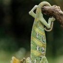 카멜레온 이미지