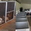 개랑, 마리 이미지