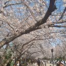 경화역 벚꽃 이미지