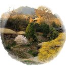 고향의봄 Daum카페
