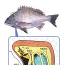 물고기의 청각 이미지