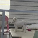 솜솜 애견미용 이미지