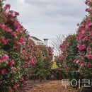 제주블랑 이미지