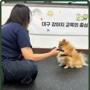 해피바우 애견유치원 네이버블로그