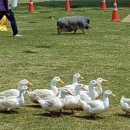 봄축산