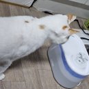 반려동물 정수기 베픈 퓨어 ABS 정수기 2.8L, 필터 구매 (광고아님 내돈내산)