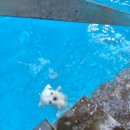 카페 개떼 이미지