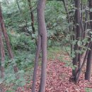 연리지 이미지