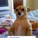 허니챈스 | PhBD