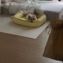 지유갤러리 | 말론샵 marlon shop. 퍼피갤러리 쿨링 쿠션 후기