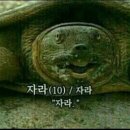 자라 이미지
