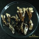 죽은 곤충의 몸에서 피어나는 신비의 동충하초(冬蟲夏草) 이미지