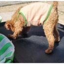 독스호텔리어 이미지