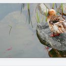 착한오리 이미지