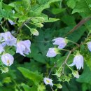 거북사 - 전주시 완산구 화산천변로 29 | 거북사
