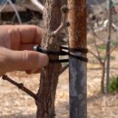 과수원 피스 이미지