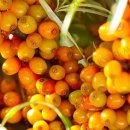 깊은내농장 이미지