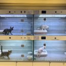 서울고양이분양 묘연 이미지