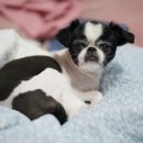 그루밍 블라썸 이미지