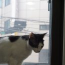 우다닥 고양이호텔 이미지
