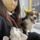 피치 앤 마리 이미지