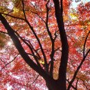 단풍나무 이미지