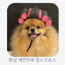 멍스 크로스
