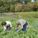 친환경나눔텃밭 이미지