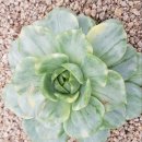 더퀸(The Queen) 이미지