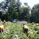 김옥자농장 이미지