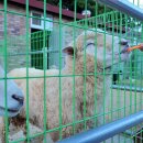 소나무농원 캠핑장 이미지