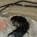 오쿠바 이미지