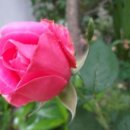 향기5로 이미지