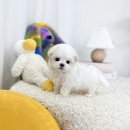 유앤미펫 강아지분양 고양이분양 일산점 이미지