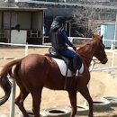 인천 승마장 이미지