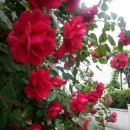 황금보리 이미지