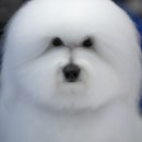 꼬똥몽드(Cotonmonde) 이미지