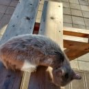 BHC보성점 이미지