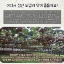 골드키위..국내산...전남고흥의 골드키위입니다, 이미지