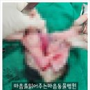 마음을 읽어주는 마음동물병원 이미지