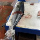 회인시장 | 청해수산 : 강서구 제철회 당도 최고. 강서수산시장 대방어(특대방어) 포장 솔직후기