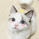 러블리캣 이미지