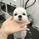 우주펫살롱 이미지