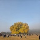 장곡면 지정1리마을회관 | 원주 명소 아이와 반계리 은행나무 방문 후기 및 주차 꿀팁