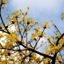 산수유민박 이미지