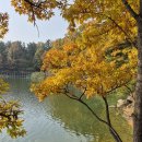 대청호오백리길 4구간(2025.11.9.일) 바우 이미지