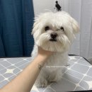 비비드봉 이미지