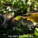 수정-66 이미지