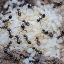 번데기 개미는 우유를 만든다 — 그리고 과학자들은 방금 눈치챘다 이미지