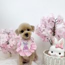 모들펫살롱 이미지